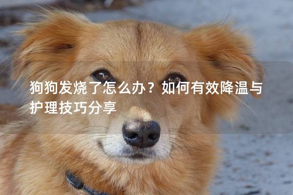 狗狗发烧了怎么办？如何有效降温与护理技巧分享