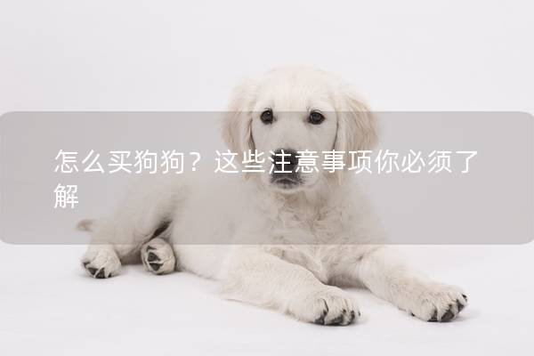 怎么买狗狗?这些注意事项你必须了解 怎么买狗狗?这些注意事项你必须了解