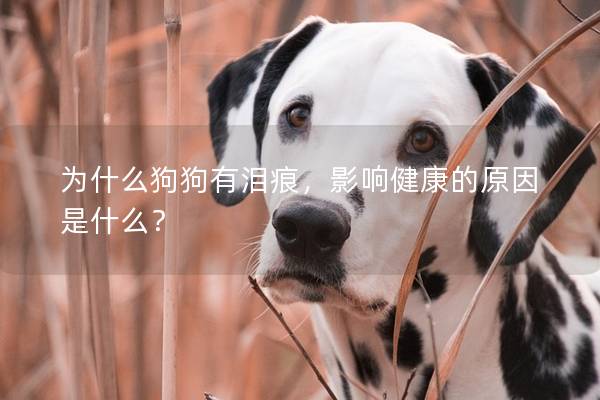 为什么狗狗有泪痕，影响健康的原因是什么？