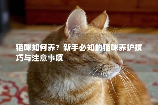 猫咪如何养？新手必知的猫咪养护技巧与注意事项
