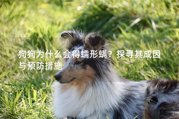 狗狗为什么会得蠕形螨?探寻其成因与预防措施 狗狗为什么会得蠕形螨?探寻其成因与预防措施