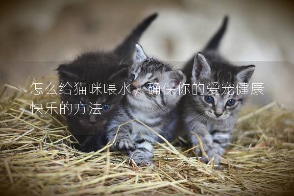 怎么给猫咪喂水，确保你的爱宠健康快乐的方法