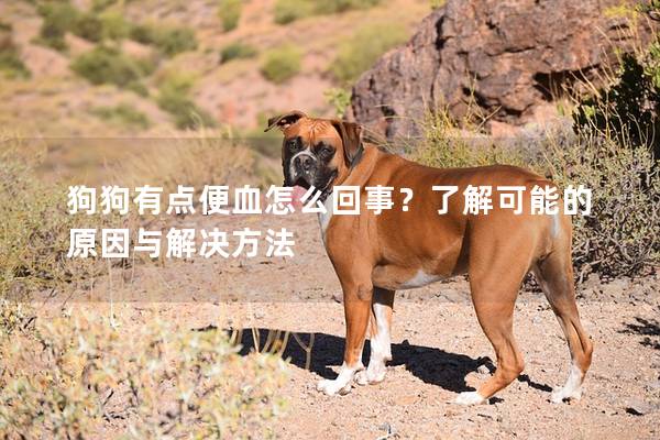 狗狗有点便血怎么回事？了解可能的原因与解决方法
