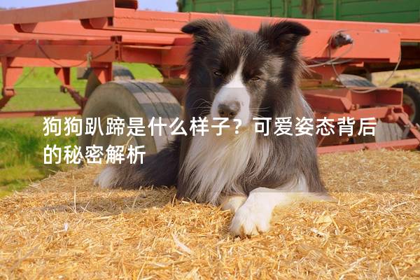 狗狗趴蹄是什么样子?可爱姿态背后的秘密解析 狗狗趴蹄是什么样子?可爱姿态背后的秘密解析