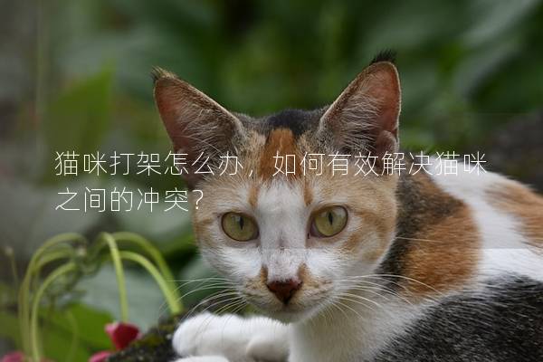 猫咪打架怎么办，如何有效解决猫咪之间的冲突？