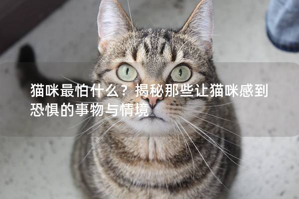 猫咪最怕什么？揭秘那些让猫咪感到恐惧的事物与情境