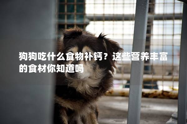 狗狗吃什么食物补钙？这些营养丰富的食材你知道吗
