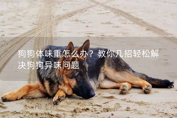 狗狗体味重怎么办？教你几招轻松解决狗狗异味问题