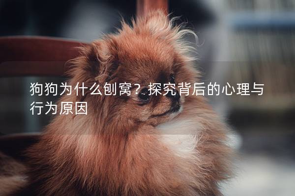 狗狗为什么刨窝？探究背后的心理与行为原因