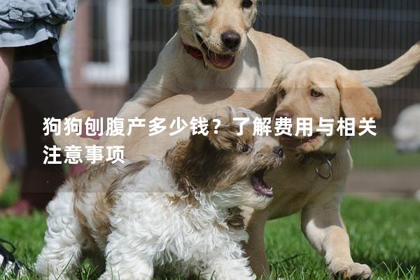 狗狗刨腹产多少钱？了解费用与相关注意事项