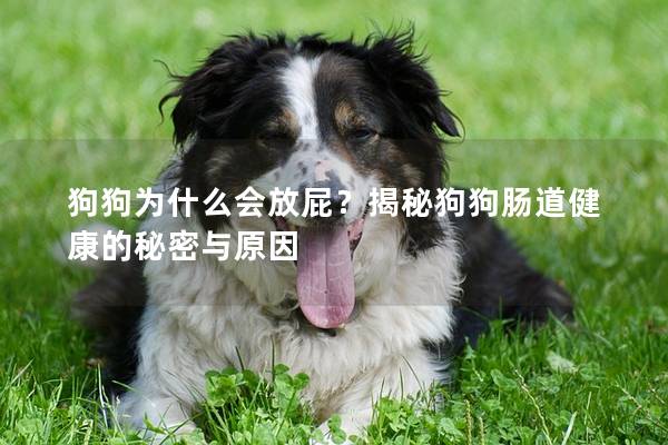 狗狗为什么会放屁？揭秘狗狗肠道健康的秘密与原因