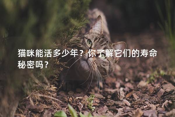 猫咪能活多少年？你了解它们的寿命秘密吗？