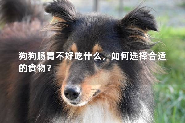 狗狗肠胃不好吃什么，如何选择合适的食物？