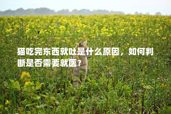 猫吃完东西就吐是什么原因，如何判断是否需要就医？