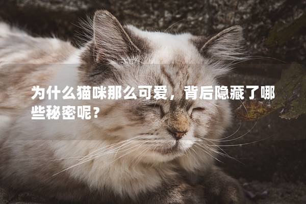 为什么猫咪那么可爱，背后隐藏了哪些秘密呢？