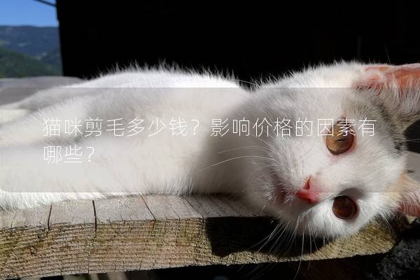 猫咪剪毛多少钱？影响价格的因素有哪些？