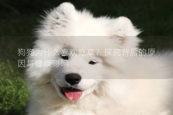 狗狗为什么喜欢吃草？探究背后的原因与健康影响