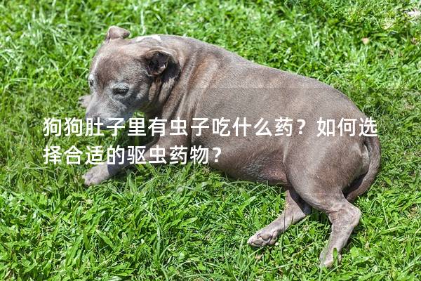 狗狗肚子里有虫子吃什么药？如何选择合适的驱虫药物？