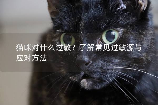 猫咪对什么过敏？了解常见过敏源与应对方法