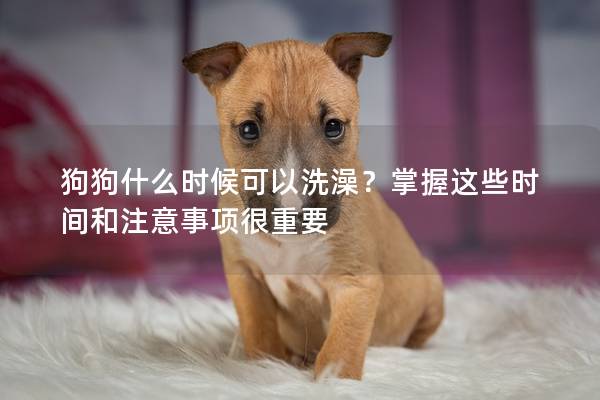 狗狗什么时候可以洗澡？掌握这些时间和注意事项很重要