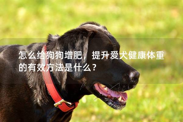 怎么给狗狗增肥，提升爱犬健康体重的有效方法是什么？
