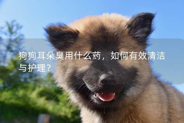 狗狗耳朵臭用什么药，如何有效清洁与护理？