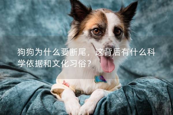 狗狗为什么要断尾,这背后有什么科学依据和文化习俗? 狗狗为什么要断尾,这背后有什么科学依据和文化习俗?