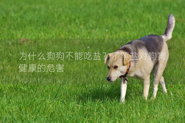 为什么狗狗不能吃盐？了解盐对狗狗健康的危害