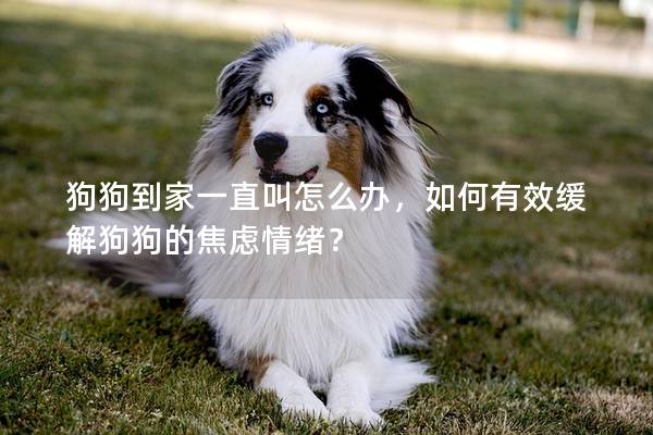 狗狗到家一直叫怎么办，如何有效缓解狗狗的焦虑情绪？