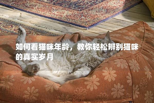 如何看猫咪年龄，教你轻松辨别猫咪的真实岁月