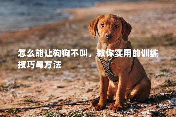 怎么能让狗狗不叫，教你实用的训练技巧与方法