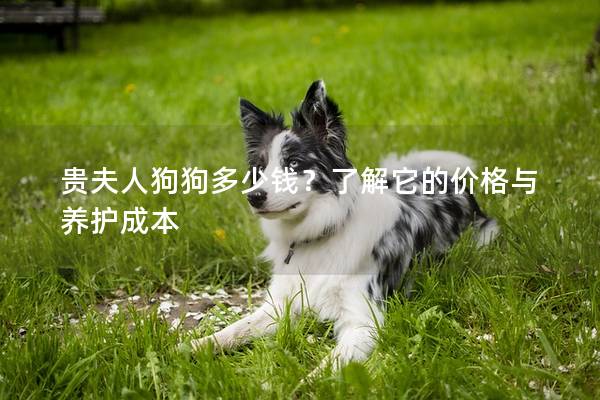贵夫人狗狗多少钱？了解它的价格与养护成本