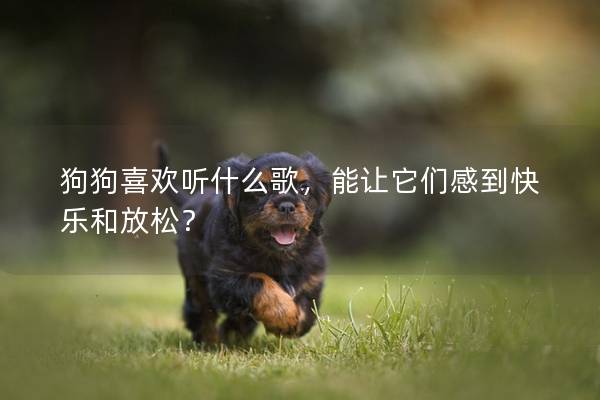 狗狗喜欢听什么歌，能让它们感到快乐和放松？