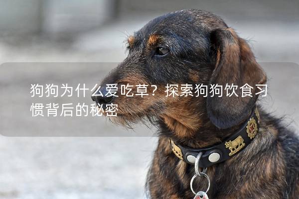 狗狗为什么爱吃草？探索狗狗饮食习惯背后的秘密