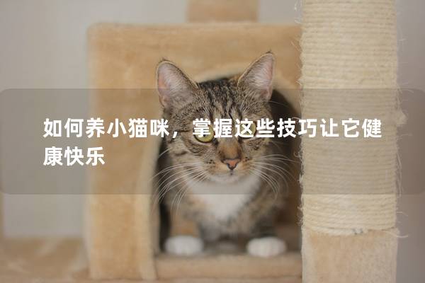 如何养小猫咪，掌握这些技巧让它健康快乐