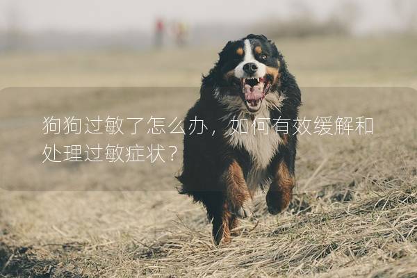 狗狗过敏了怎么办，如何有效缓解和处理过敏症状？