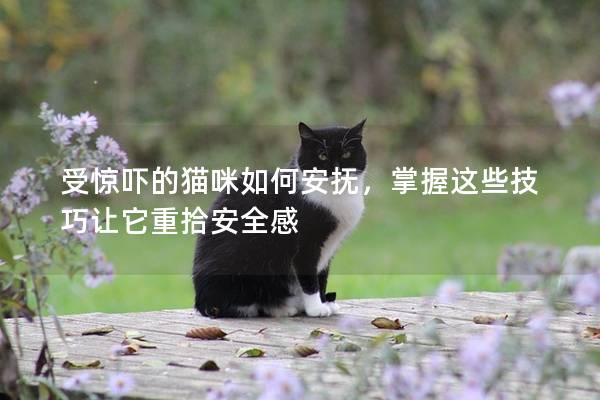 受惊吓的猫咪如何安抚，掌握这些技巧让它重拾安全感