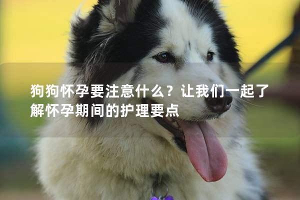 狗狗怀孕要注意什么？让我们一起了解怀孕期间的护理要点