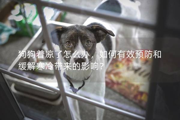 狗狗着凉了怎么办，如何有效预防和缓解寒冷带来的影响？