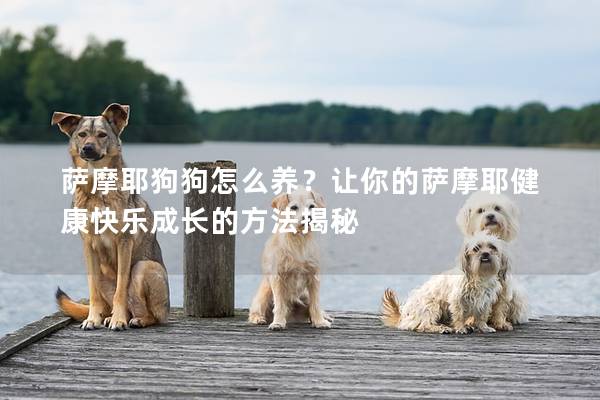 萨摩耶狗狗怎么养？让你的萨摩耶健康快乐成长的方法揭秘
