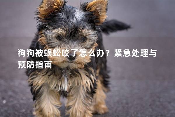 狗狗被蜈蚣咬了怎么办？紧急处理与预防指南
