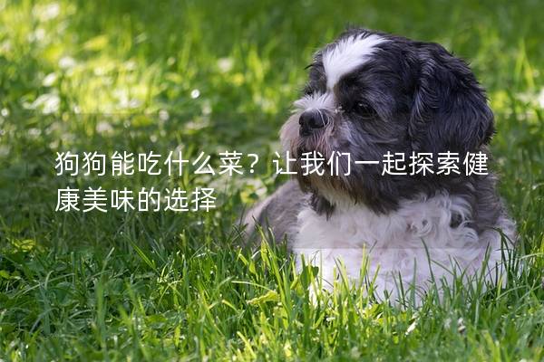 狗狗能吃什么菜？让我们一起探索健康美味的选择