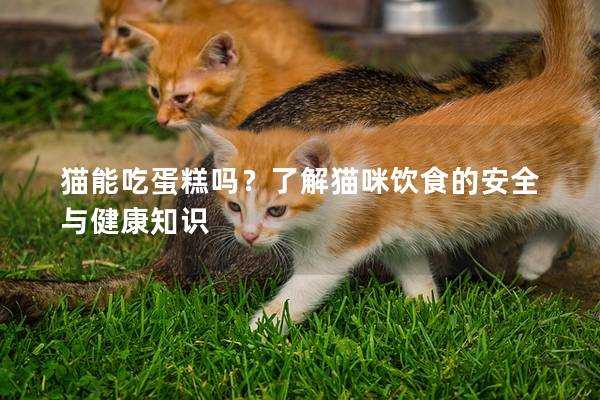 猫能吃蛋糕吗？了解猫咪饮食的安全与健康知识