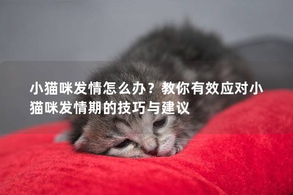 小猫咪发情怎么办？教你有效应对小猫咪发情期的技巧与建议