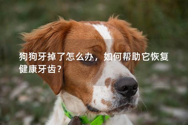 狗狗牙掉了怎么办，如何帮助它恢复健康牙齿？