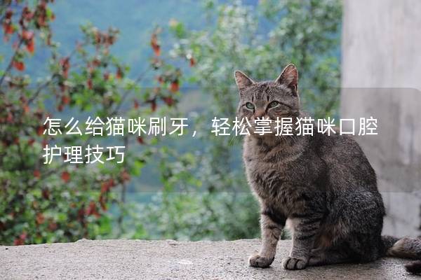 怎么给猫咪刷牙，轻松掌握猫咪口腔护理技巧