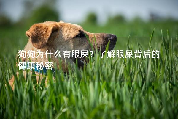 狗狗为什么有眼屎？了解眼屎背后的健康秘密