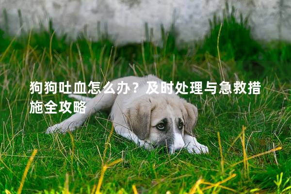 狗狗吐血怎么办？及时处理与急救措施全攻略