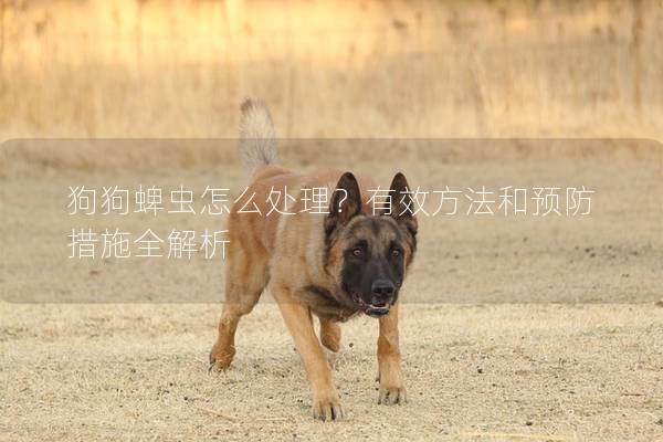 狗狗蜱虫怎么处理？有效方法和预防措施全解析