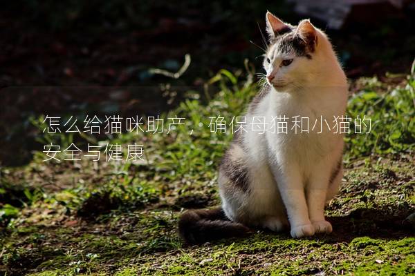 怎么给猫咪助产，确保母猫和小猫的安全与健康